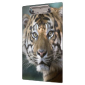 スマトラトラ (Panthera tigris sumatrae) クリップボード (左)
