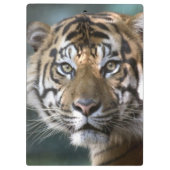 スマトラトラ (Panthera tigris sumatrae) クリップボード (裏面)