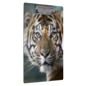 スマトラトラ (Panthera tigris sumatrae) クリップボード (右)