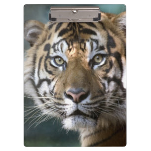スマトラトラ (Panthera tigris sumatrae) クリップボード