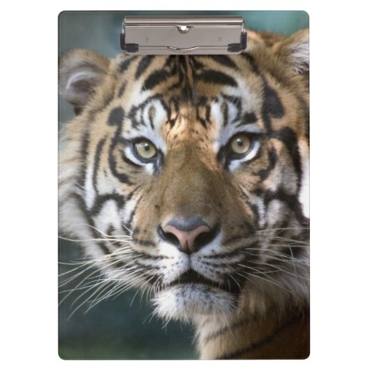 スマトラトラ (Panthera tigris sumatrae) クリップボード (正面)