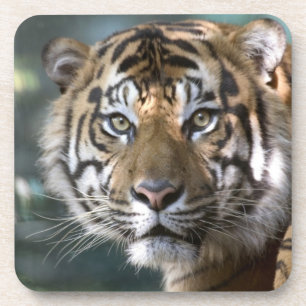 スマトラトラ (Panthera tigris sumatrae) コースター