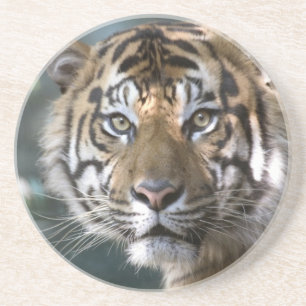 スマトラトラ (Panthera tigris sumatrae) コースター