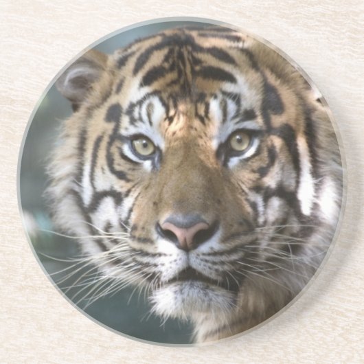 スマトラトラ (Panthera tigris sumatrae) コースター (正面)