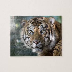 スマトラトラ (Panthera tigris sumatrae) ジグソーパズル