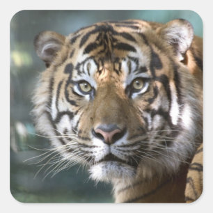 スマトラトラ (Panthera tigris sumatrae) スクエアシール