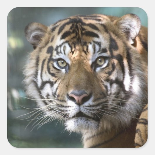 スマトラトラ (Panthera tigris sumatrae) スクエアシール (正面)