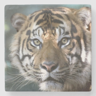 スマトラトラ (Panthera tigris sumatrae) ストーンコースター