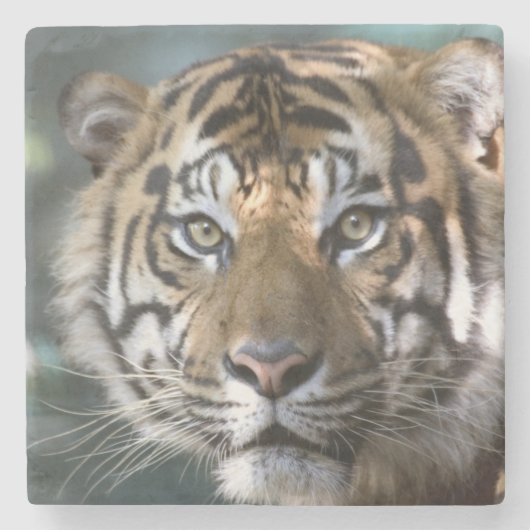 スマトラトラ (Panthera tigris sumatrae) ストーンコースター (正面)
