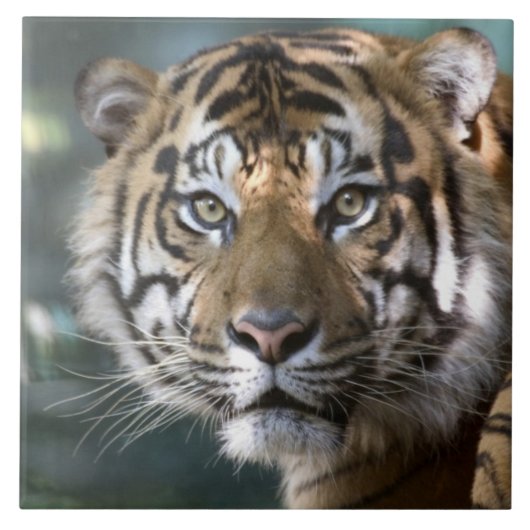 スマトラトラ (Panthera tigris sumatrae) タイル (正面)