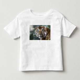 スマトラトラ (Panthera tigris sumatrae) トドラーTシャツ