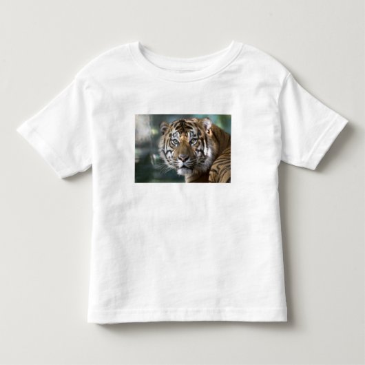スマトラトラ (Panthera tigris sumatrae) トドラーTシャツ (正面)