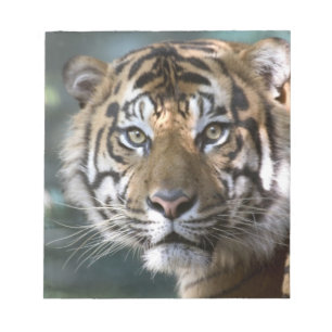 スマトラトラ (Panthera tigris sumatrae) ノートパッド