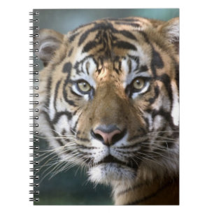スマトラトラ (Panthera tigris sumatrae) ノートブック