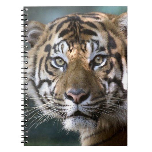 スマトラトラ (Panthera tigris sumatrae) ノートブック (正面)
