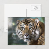 スマトラトラ (Panthera tigris sumatrae) ポストカード (正面/裏面)
