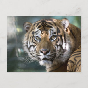スマトラトラ (Panthera tigris sumatrae) ポストカード