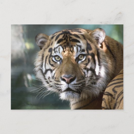 スマトラトラ (Panthera tigris sumatrae) ポストカード (正面)