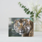 スマトラトラ (Panthera tigris sumatrae) ポストカード (スタンド正面)