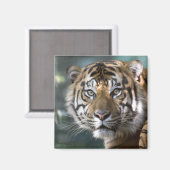 スマトラトラ (Panthera tigris sumatrae) マグネット (正面/裏面)