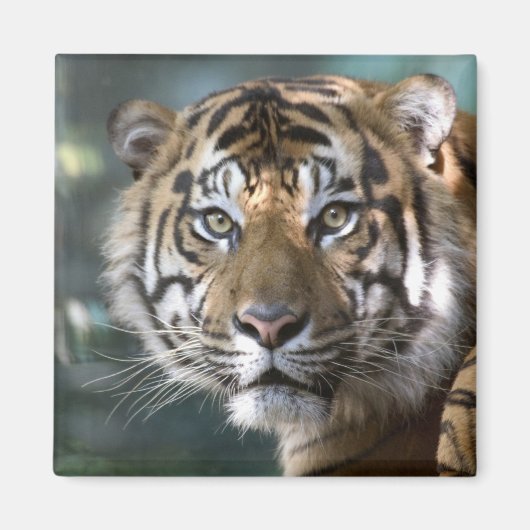 スマトラトラ (Panthera tigris sumatrae) マグネット (正面)