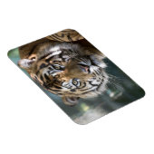 スマトラトラ (Panthera tigris sumatrae) マグネット (右側)