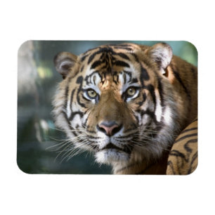 スマトラトラ (Panthera tigris sumatrae) マグネット