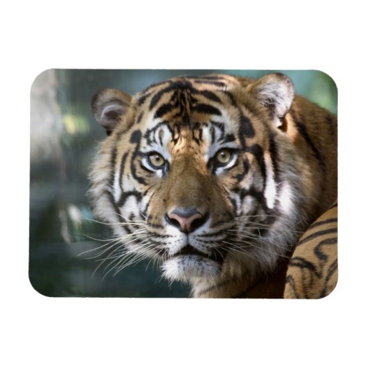 スマトラトラ (Panthera tigris sumatrae) マグネット (横)