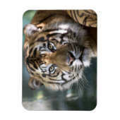 スマトラトラ (Panthera tigris sumatrae) マグネット (縦)