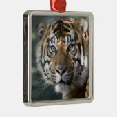 スマトラトラ (Panthera tigris sumatrae) メタルオーナメント (右)