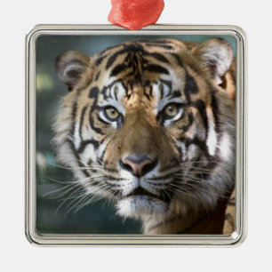 スマトラトラ (Panthera tigris sumatrae) メタルオーナメント