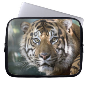スマトラトラ (Panthera tigris sumatrae) ラップトップスリーブ