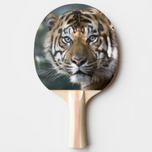 スマトラトラ (Panthera tigris sumatrae) 卓球ラケット