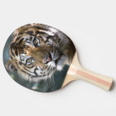 スマトラトラ (Panthera tigris sumatrae) 卓球ラケット (横)