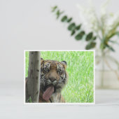 スマトラ ポストカード (スタンド正面)