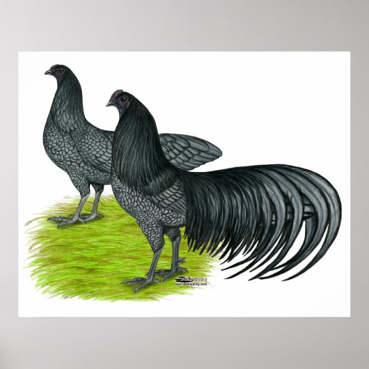 スマトラ：青ペア ポスター (正面)