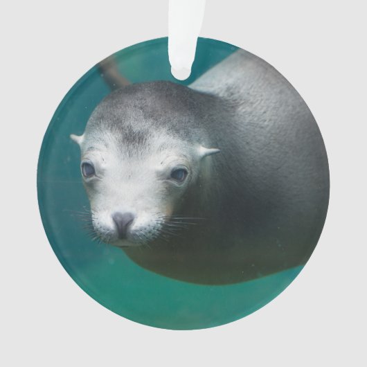 スミソニアン|アシカ オーナメント (正面)
