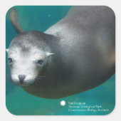 スミソニアン |アシカ スクエアシール (正面)