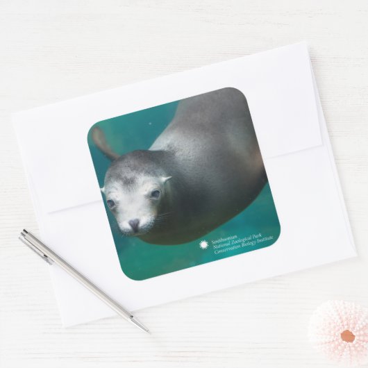 スミソニアン |アシカ スクエアシール (封筒)