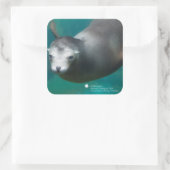 スミソニアン |アシカ スクエアシール (バッグ)