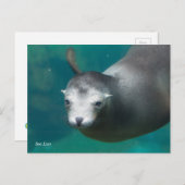 スミソニアン |アシカ ポストカード (正面/裏面)