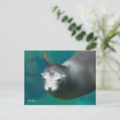 スミソニアン |アシカ ポストカード (スタンド正面)