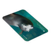 スミソニアン |アシカ マグネット (右側)