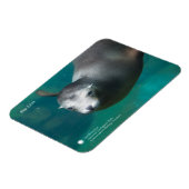 スミソニアン |アシカ マグネット (左側)