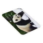 スミソニアン |雪の中のジャイアントパンダ マグネット (右側)