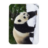 スミソニアン |雪の中のジャイアントパンダ マグネット (縦)