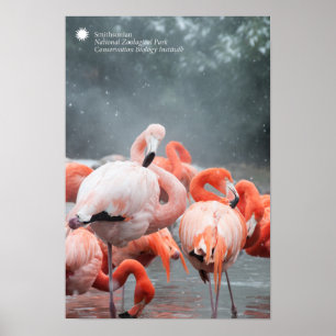 スミソニアン Flamingos In The Snow ポスター