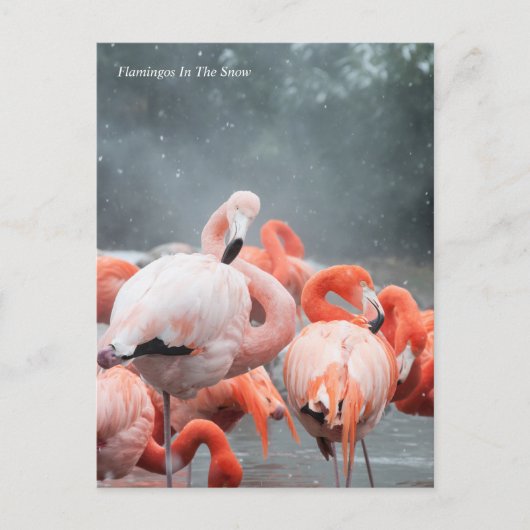 スミソニアン | Flamingos In The Snow ポストカード (正面)
