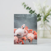 スミソニアン | Flamingos In The Snow ポストカード (スタンド正面)