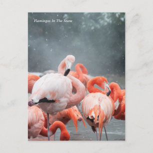 スミソニアン Flamingos In The Snow ポストカード